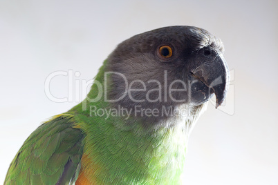 beautiful green and yellow senegal  parrot closeup