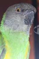 beautiful green and yellow senegal  parrot closeup