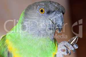 beautiful green and yellow senegal  parrot closeup