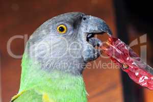 beautiful green and yellow senegal  parrot closeup