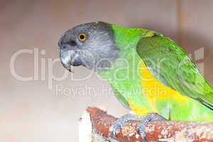 beautiful green and yellow senegal  parrot closeup