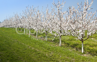 Cherry Blossom in Austria
