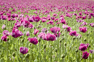 Purple Poppies