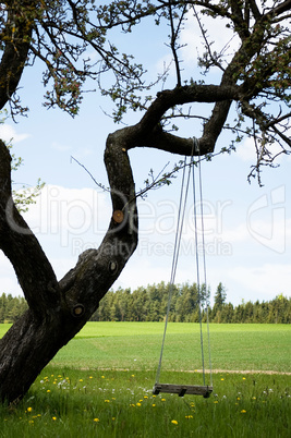 Swing on a gnarly Tree