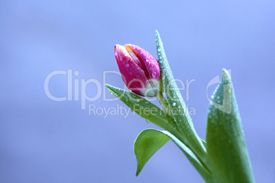 tulip with water drops