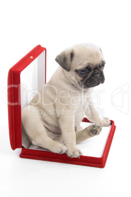 cute puppy in necklace box