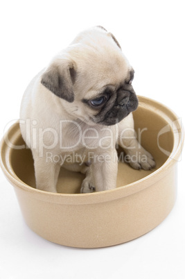 small puppy in bowl