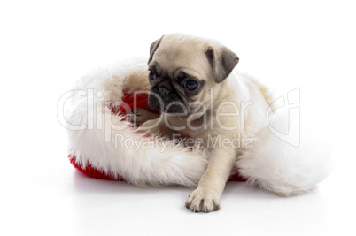 puppy sitting on christmas hat