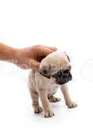 hand holding little puppy