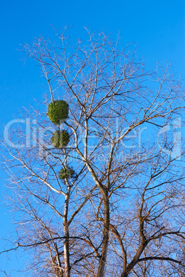 Mistletoe plant on a birch tree