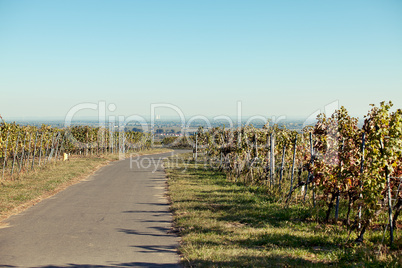 Pfälzer Weinberge