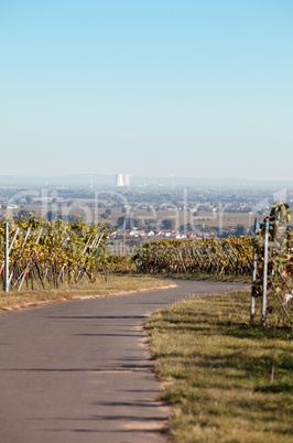 Pfälzer Weinberge