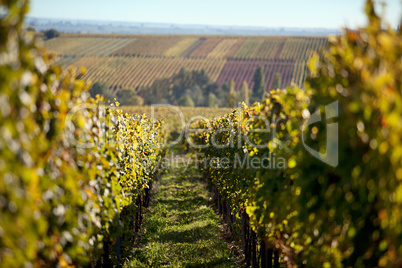 Pfälzer Weinberge