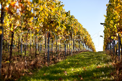 Pfälzer Weinberge