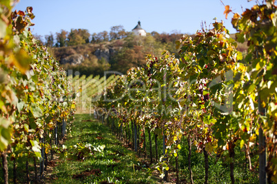 Pfälzer Weinberge