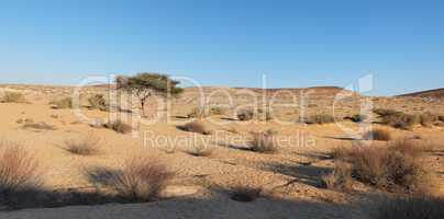 Acacia tree in the desert at sunset