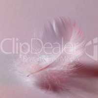 white down feather
