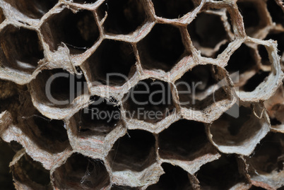 bee honeycomb