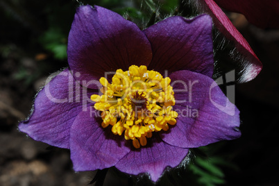 close up anemone bloom