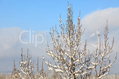 Snow on tree on the background of the cloudy sky