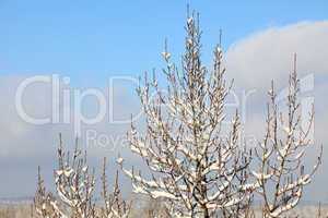 Snow on tree on the background of the cloudy sky