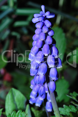 close up grape hyazinth bloom