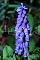close up grape hyazinth bloom