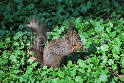 squirrel eats a nut