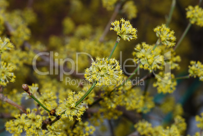 yellow bloom bush