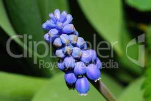 close up grape hyazinth