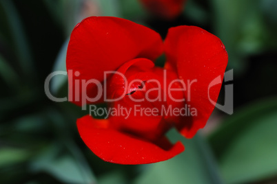 close up red tulip