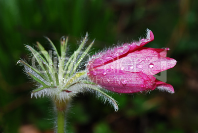 flower anemone with drops