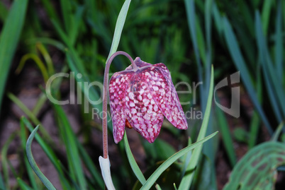 fritilaria chessboard