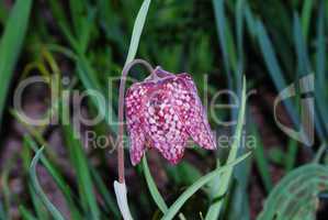 fritilaria chessboard