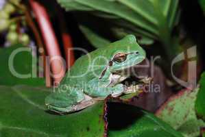 frog sitting on a leaf