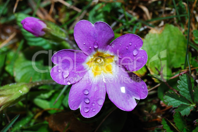 spring flower purple