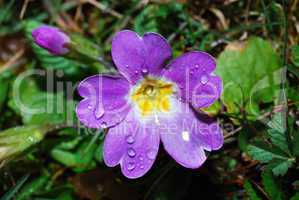 spring flower purple