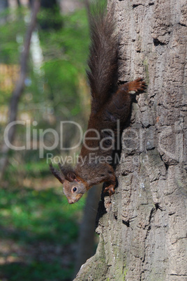 squirrel is climbing down the tree