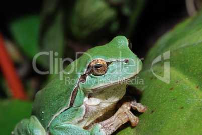 close up green frog