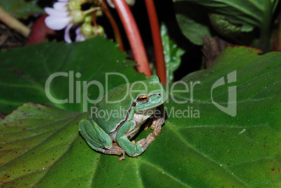 frog sits comfortably on bloom leaf