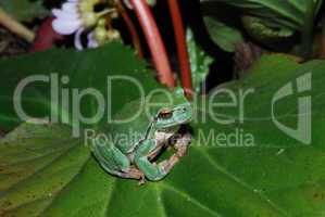 frog sits comfortably on bloom leaf