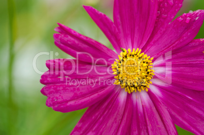 Single cosmos flower