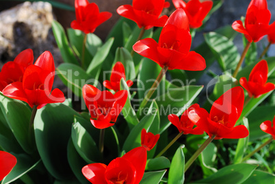 red tulip