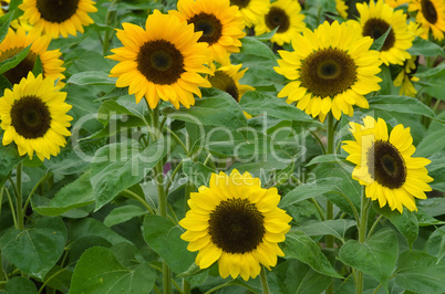 A field of sun flowers