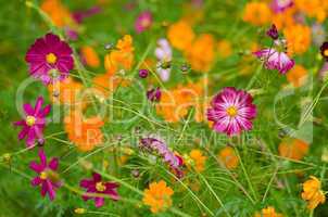 A field of cosmos flowers