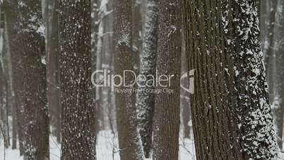 tree trunks covered with snow