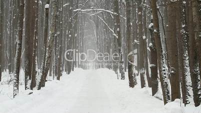 winter forest in blizzard