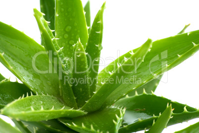 aloe vera