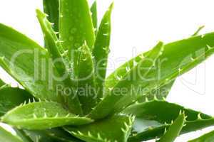 aloe vera