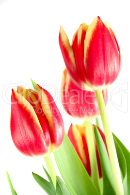 red tulips